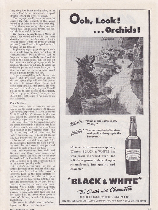 1946 Original Vintage Black & White Scotch Scottie Dogs Ooh Look Orchids - Rare Americana
